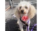 Adopt Judy a Poodle