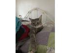 Adopt Gray 10 months old Egypt a Egyptian Mau, Bengal