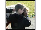 Adopt Sponsor Sugar The Therapy Horse! a Miniature Horse