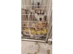 Adopt Lanai a Siberian Husky, Mixed Breed