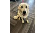 Adopt Dorothy Ann a Great Pyrenees, Mixed Breed