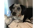 Adopt MARBLES a German Shorthaired Pointer