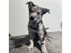 Adopt Blue a Catahoula Leopard Dog, Mixed Breed