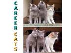 Adopt Barn Cats / Career Cats Available a Domestic Short Hair