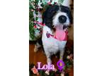 Adopt Lola a Australian Shepherd