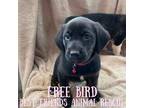 Adopt Free Bird a Labrador Retriever