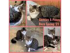 Adopt Skittles and Penny 11mos a Tabby