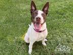 Adopt ISLA a Pointer, Mixed Breed