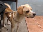 Adopt CARLOS a Beagle, Mixed Breed
