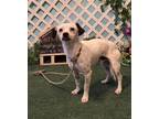 Adopt A5496986 a Parson Russell Terrier