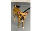 Adopt Snickerdoodle a Whippet