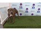 Adopt A498526 a Pit Bull Terrier