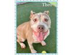 Adopt THEO a American Staffordshire Terrier
