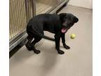 Adopt Sally P1- HOLD a Labrador Retriever