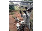Adopt Nellie on hold a Australian Cattle Dog / Blue Heeler