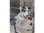 Adopt Sarge a Jack Russell Terrier