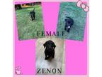 Adopt Zenon a Labrador Retriever