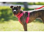 Adopt Rommy a Staffordshire Bull Terrier, Terrier