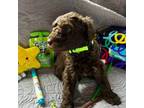 Labradoodle Puppy for sale in Wimberley, TX, USA