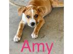 Adopt Amy a Shepherd, Boxer