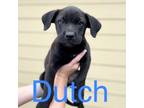 Adopt Dutch a Shepherd, Boxer
