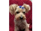 Adopt Tink a Yorkshire Terrier