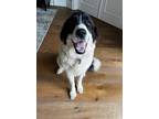 Adopt Rosie a Great Pyrenees