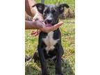 Adopt Puppy Flower a Mixed Breed