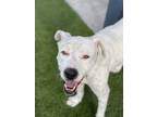 Adopt Toby a White - with Black Dogo Argentino / Dalmatian / Mixed dog in