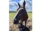 Adopt Nickel a Tennessee Walking Horse / Percheron / Mixed horse in Quakertown