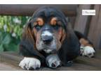 Basset Retriever Puppy for sale in South Bend, IN, USA