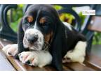 Basset Retriever Puppy for sale in South Bend, IN, USA