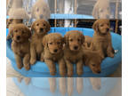 Golden Retriever PUPPY FOR SALE ADN-448687 - Golden Retriever puppy