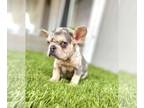 French Bulldog PUPPY FOR SALE ADN-448787 - MIAMI LILAC TAN MERLE PUPS ISABELLA