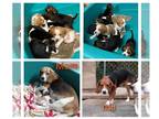 Beagle PUPPY FOR SALE ADN-448772 - AKC Beagle puppies