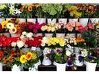 Business For Sale: Flower Shop