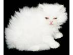 Angel All White Long Haired Persian Female