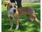 Adopt Koby a Tan/Yellow/Fawn - with White Boxer / Pit Bull Terrier / Mixed dog