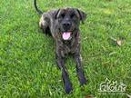 Adopt BART a Brindle Mastiff / Mixed dog in Irvine, CA (35671333)