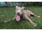 Adopt NIPSEY a Pit Bull Terrier