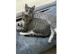 Adopt Charlie & Ember: Glamorous Kittens! a Tabby