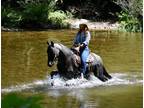 Stunning Blue Roan Trail Horse Deluxe!