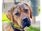 Adopt Pele a Mastiff / Mixed dog in San Ramon, CA (35689277)