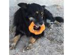 Adopt MOLLY* a Black - with Tan, Yellow or Fawn Australian Shepherd / Mixed dog