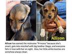 The Umbrella Academy Envigo Survivor Beagles Beagle Puppy Female