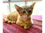 Saffron American Shorthair Kitten Male