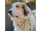 Adopt Dutton a Great Pyrenees