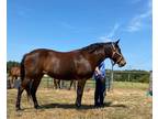 Adopt Maggie a Bay Tennessee Walking Horse horse in Seneca, SC (19091561)