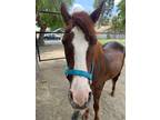 Adopt Cinnamon a Chestnut/Sorrel Quarterhorse horse in Canyon Country