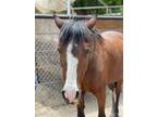 Adopt Mariposa a Bay Andalusian / Arabian horse in Canyon Country, CA (35692481)